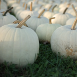 Medium White Pumpkin