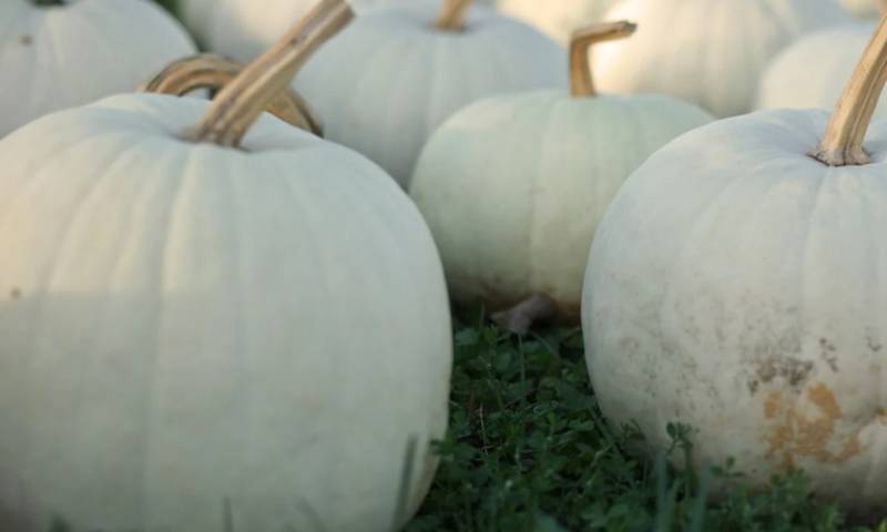 Medium White Pumpkin