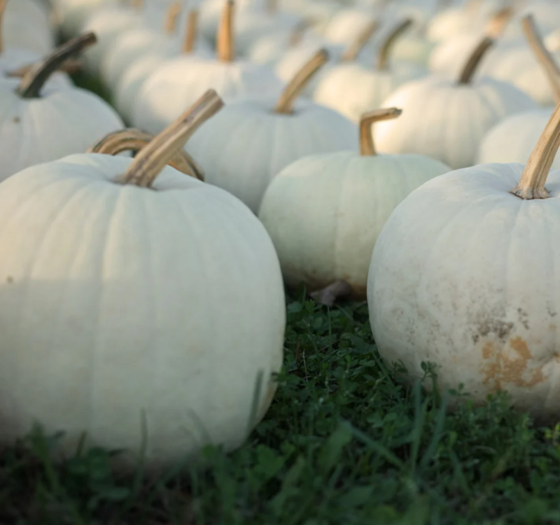 Medium White Pumpkin