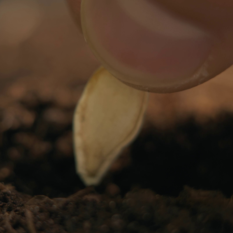 Kalamazoo Grown Produce