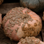 Warty Pumpkin