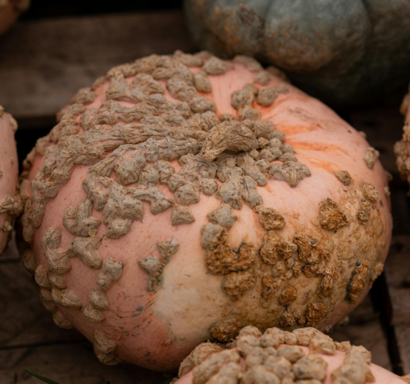 Warty Pumpkin