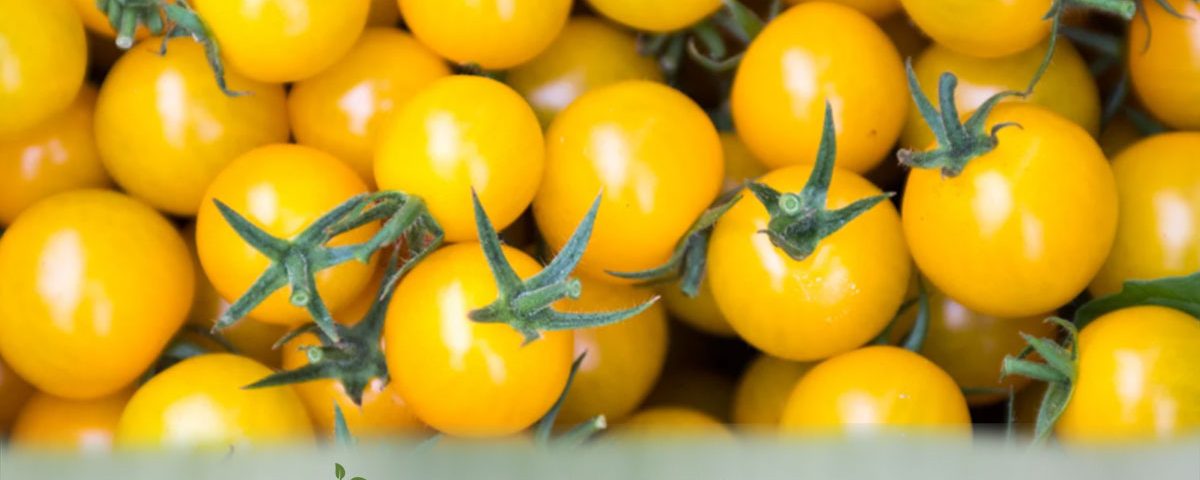 Yellow Cherry Tomatoes - Fresh Farm Produce on our Kalamazoo Michigan Farm Stand at Little Pistol Farms in Oshtemo Township