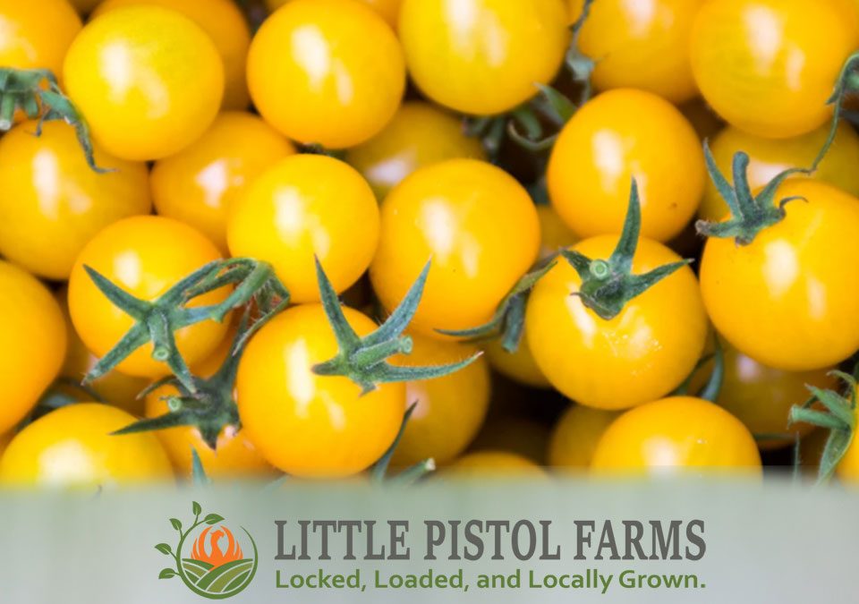 Yellow Cherry Tomatoes - Fresh Farm Produce on our Kalamazoo Michigan Farm Stand at Little Pistol Farms in Oshtemo Township