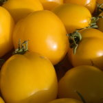 Yellow Gold Tomatoes