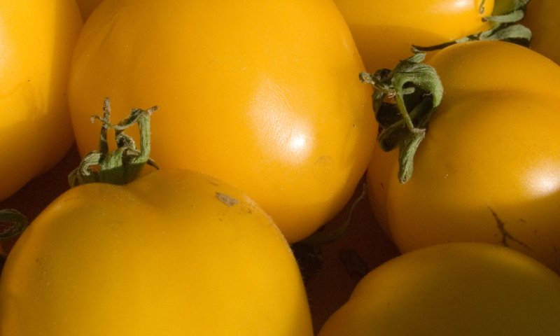 Yellow Gold Tomatoes