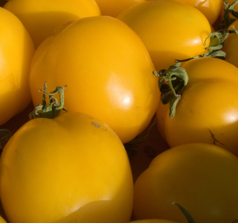 Yellow Gold Tomatoes