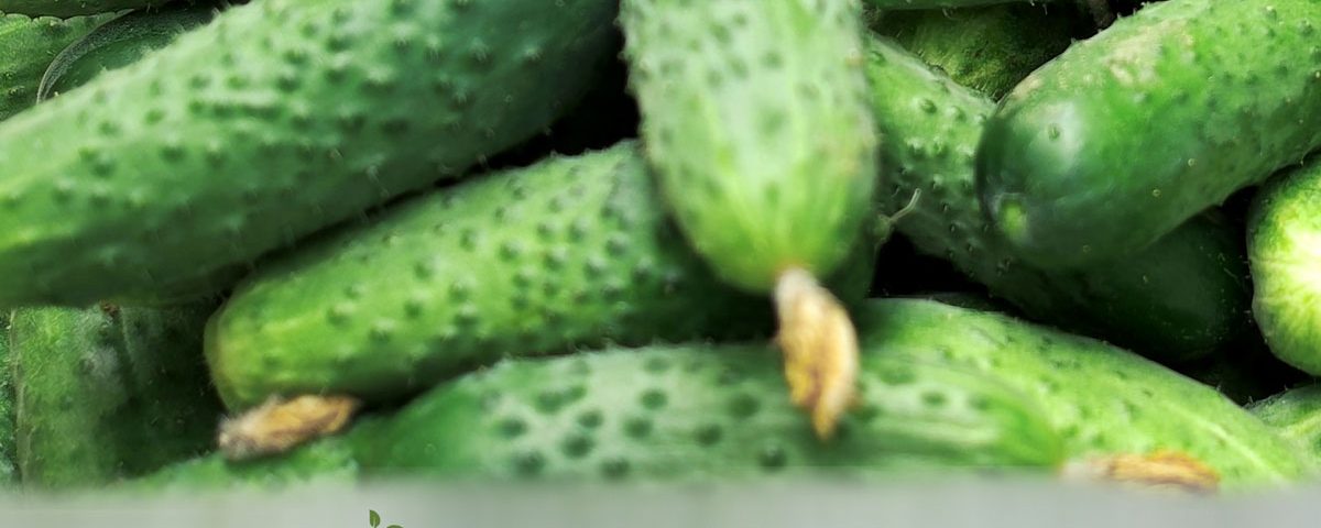 Farm Fresh Pickling Cucumbers - Bulk Cucumbers for Pickling Kalamazoo MI