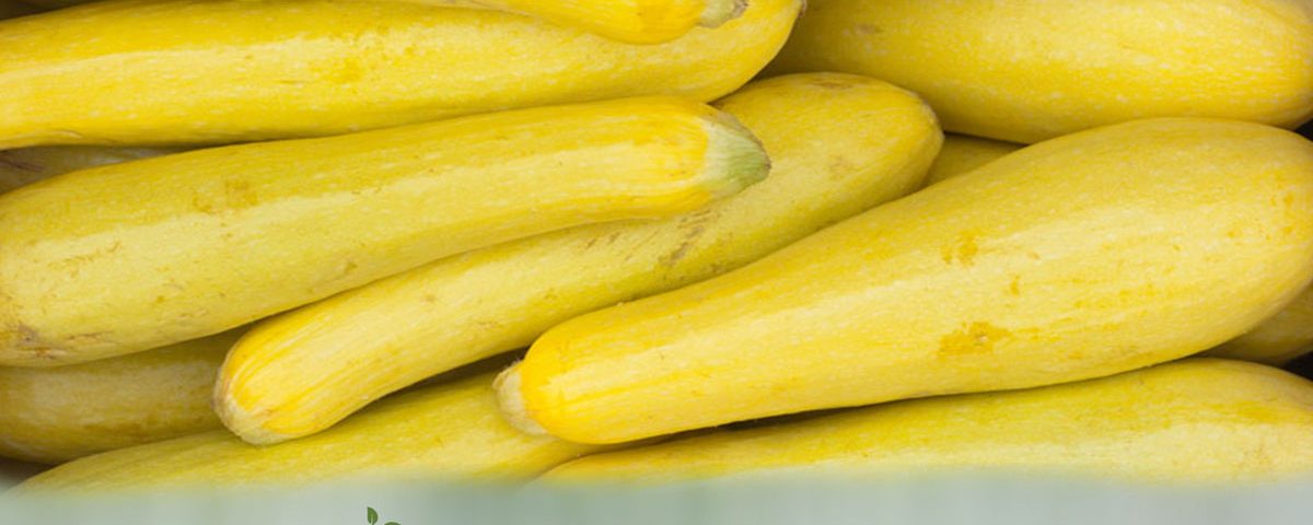 Farm Fresh Yellow Summer Squash