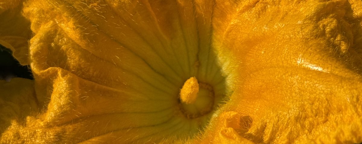 Little Pistol Farms -Pumpkin Blossom Pistol - Kalamazoo Pumpkins