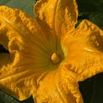 Little Pistol Farms -Pumpkin Blossom Pistol - Kalamazoo Pumpkins