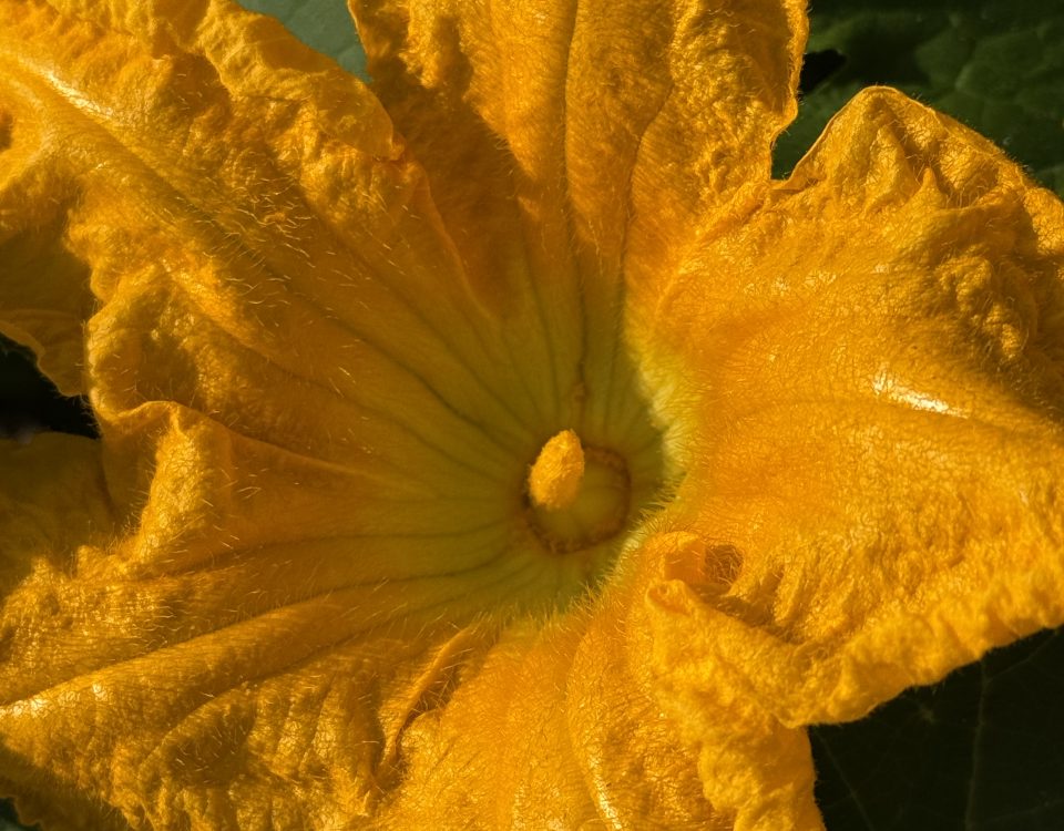 Little Pistol Farms -Pumpkin Blossom Pistol - Kalamazoo Pumpkins