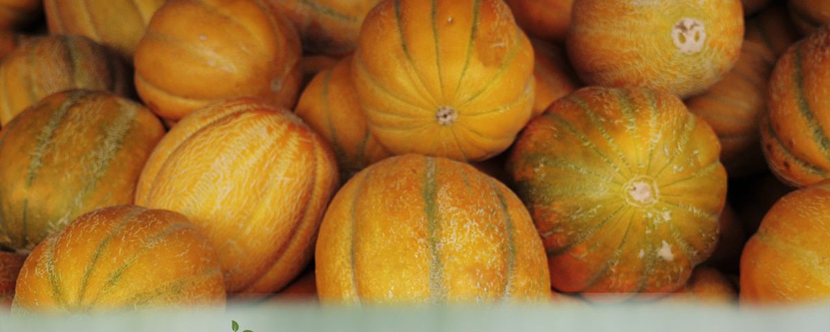 Cantaloupe Melons - Fresh Farm Produce on our Kalamazoo Michigan Farm Stand at Little Pistol Farms in Oshtemo Township