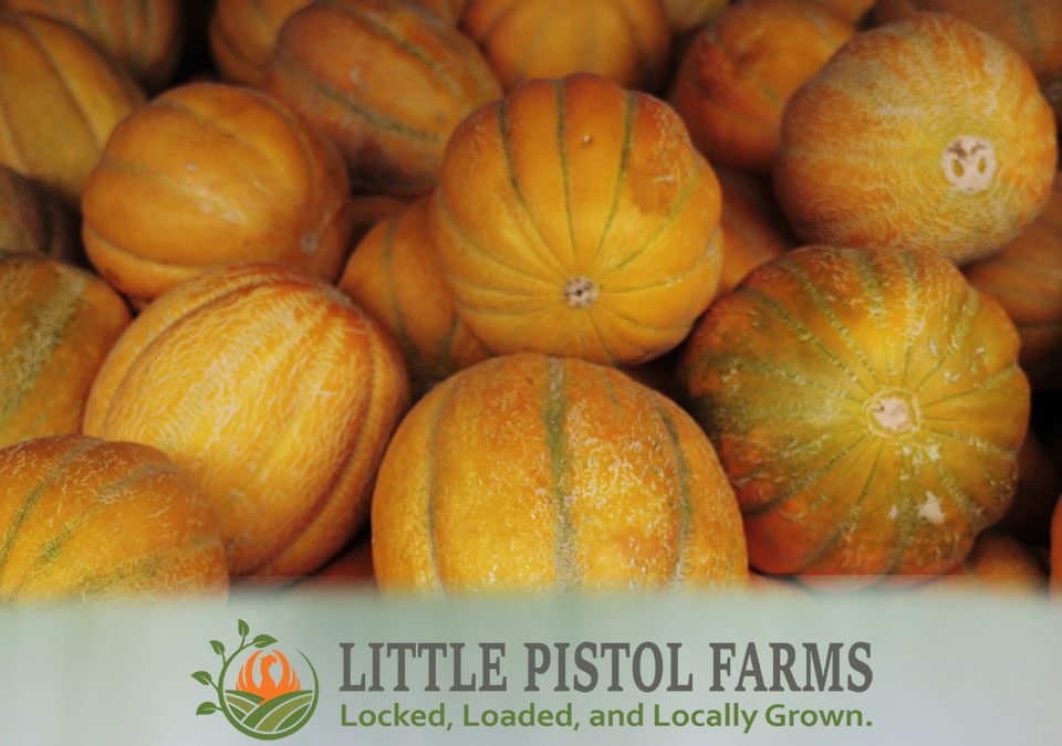 Cantaloupe Melons - Fresh Farm Produce on our Kalamazoo Michigan Farm Stand at Little Pistol Farms in Oshtemo Township
