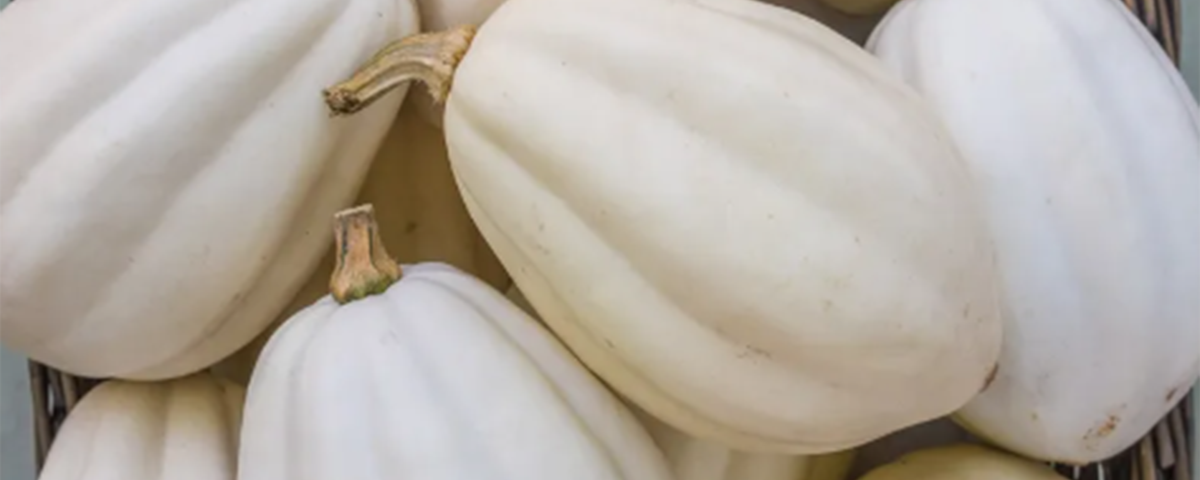Mashed Potato Squash - Fresh Farm Produce on our Kalamazoo Michigan Farm Stand at Little Pistol Farms in Oshtemo Township