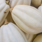 Mashed Potato Squash - Fresh Farm Produce on our Kalamazoo Michigan Farm Stand at Little Pistol Farms in Oshtemo Township
