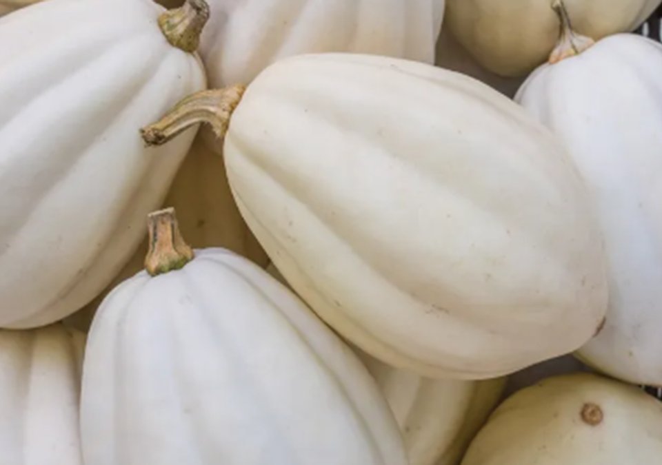 Mashed Potato Squash - Fresh Farm Produce on our Kalamazoo Michigan Farm Stand at Little Pistol Farms in Oshtemo Township