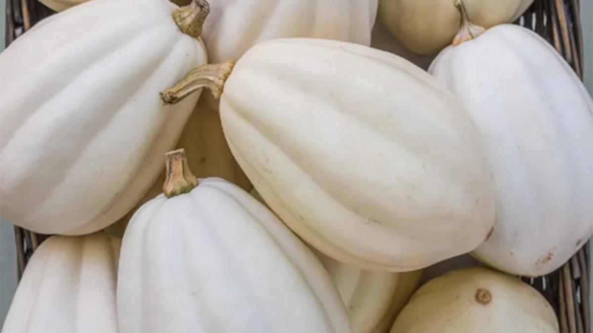 Mashed Potato Squash - Fresh Farm Produce on our Kalamazoo Michigan Farm Stand at Little Pistol Farms in Oshtemo Township
