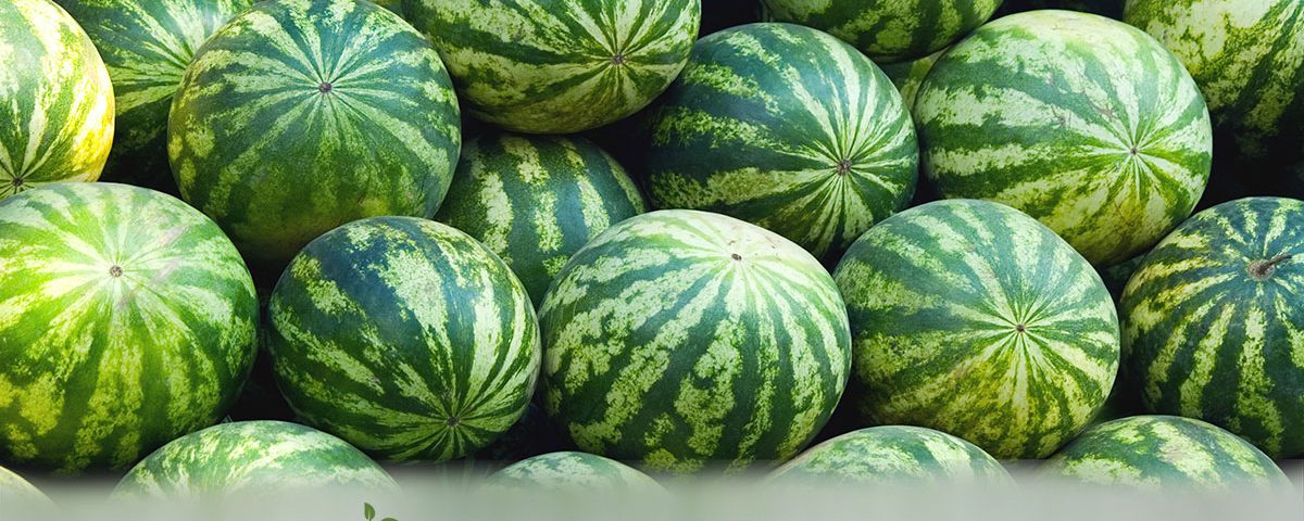 Watermelons - Fresh Farm Produce on our Kalamazoo Michigan Farm Stand at Little Pistol Farms in Oshtemo Township