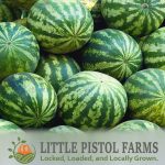 Watermelons - Fresh Farm Produce on our Kalamazoo Michigan Farm Stand at Little Pistol Farms in Oshtemo Township