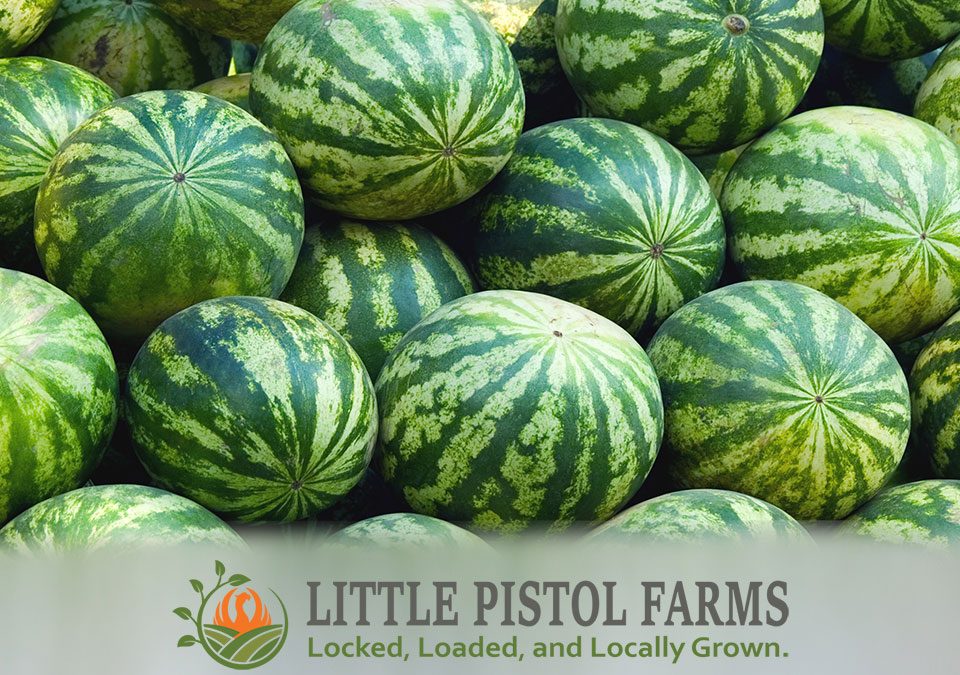 Watermelons - Fresh Farm Produce on our Kalamazoo Michigan Farm Stand at Little Pistol Farms in Oshtemo Township
