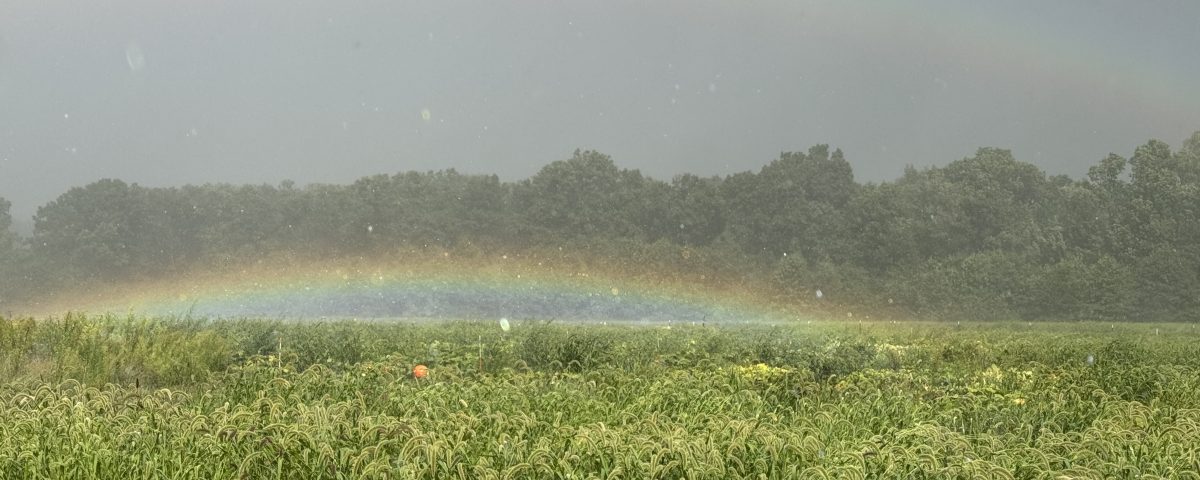 Little Pistol Farms - Kalamazoo MI Whenever the rainbow appears in the clouds, I will see it and remember the everlasting covenant.”
