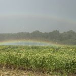 Little Pistol Farms - Kalamazoo MI Whenever the rainbow appears in the clouds, I will see it and remember the everlasting covenant.”