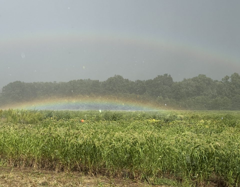 Little Pistol Farms - Kalamazoo MI Whenever the rainbow appears in the clouds, I will see it and remember the everlasting covenant.”