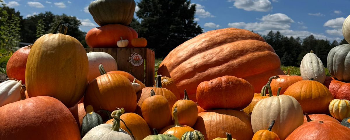 Little Pistol Farms - Kalamazoo Pumpkin Patch - U-pick Pumpkins - Oshtemo