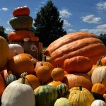 Little Pistol Farms - Kalamazoo Pumpkin Patch - U-pick Pumpkins - Oshtemo