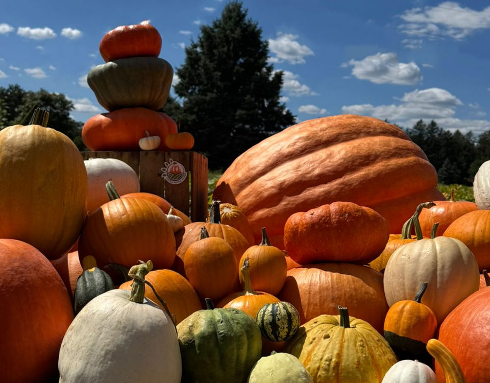 Little Pistol Farms - Kalamazoo Pumpkin Patch - U-pick Pumpkins - Oshtemo