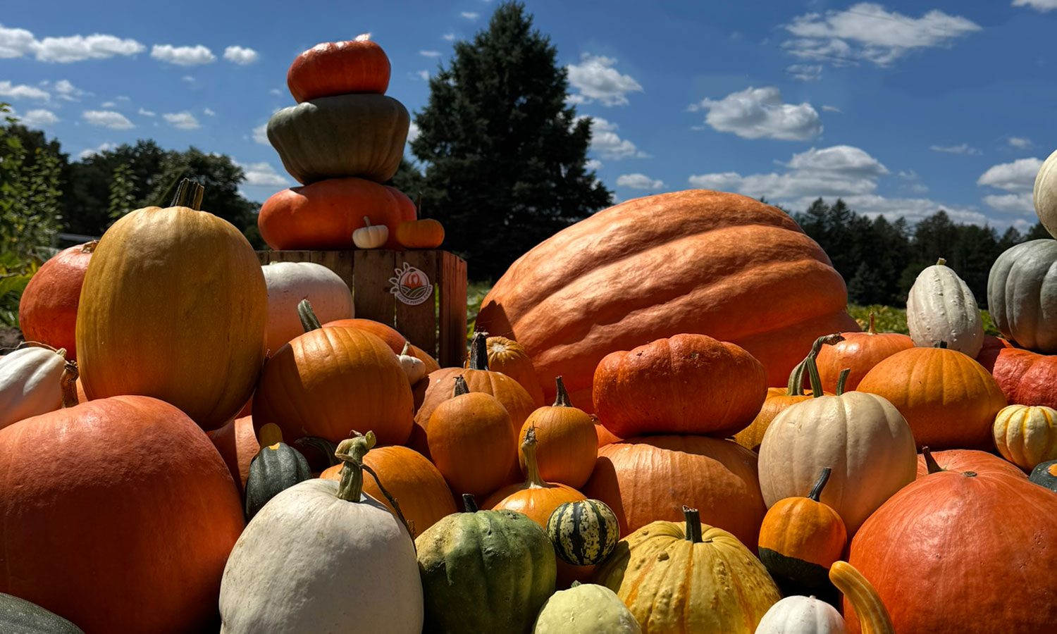 Little Pistol Farms Brings Pumpkins & Affordable Family Fun to
