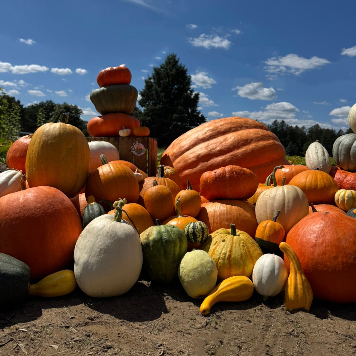 little pistol farms great pumpkins