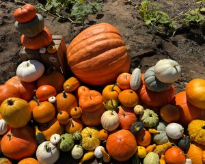 Variety of Michigan pumpkins for carving and decorating at Little Pistol Farms
