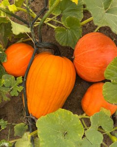 Affordable fall family fun with pumpkins at Little Pistol Farms Michigan
