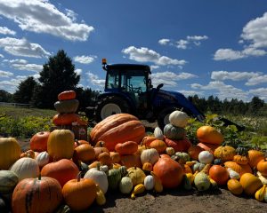 U-pick pumpkins at Little Pistol Farms in Oshtemo Township near Kalamazoo