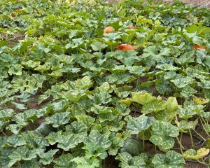 Family-owned farm with u-pick pumpkins and fresh fall produce in Kalamazoo