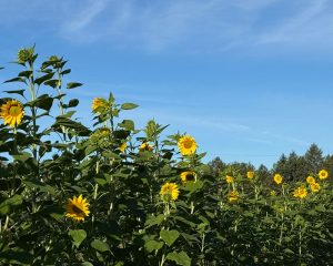 Sunflowers n Oshtemo Township at Little Pistol Farms