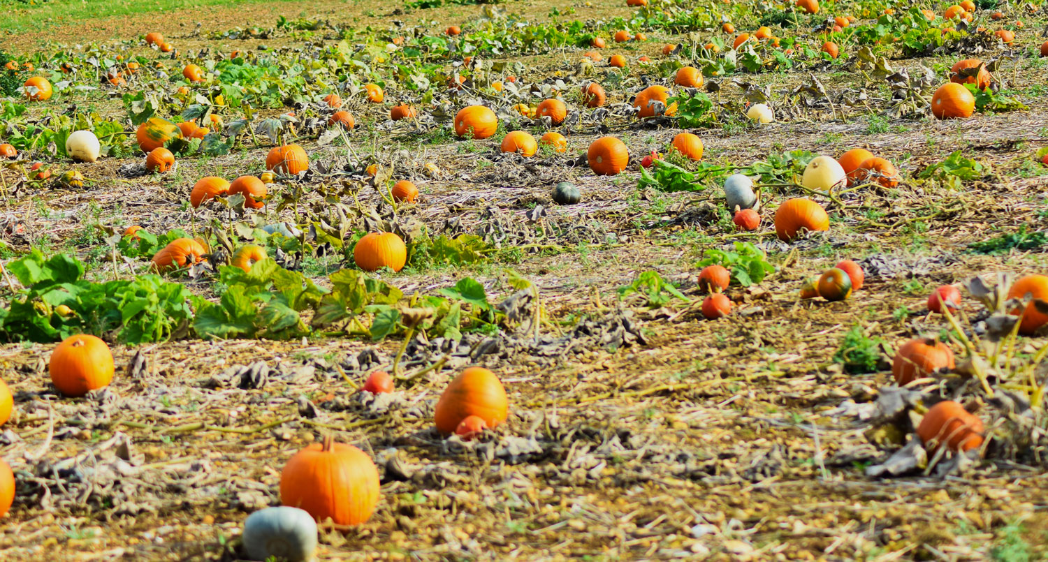 Pumpkin U-pick Kalamazoo Little Pistol Farms