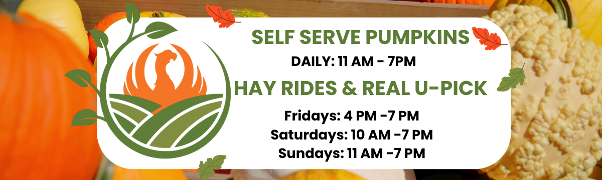 Kalamazoo Pumpkins - Real U-Pick Pumpkins - Wide Variety