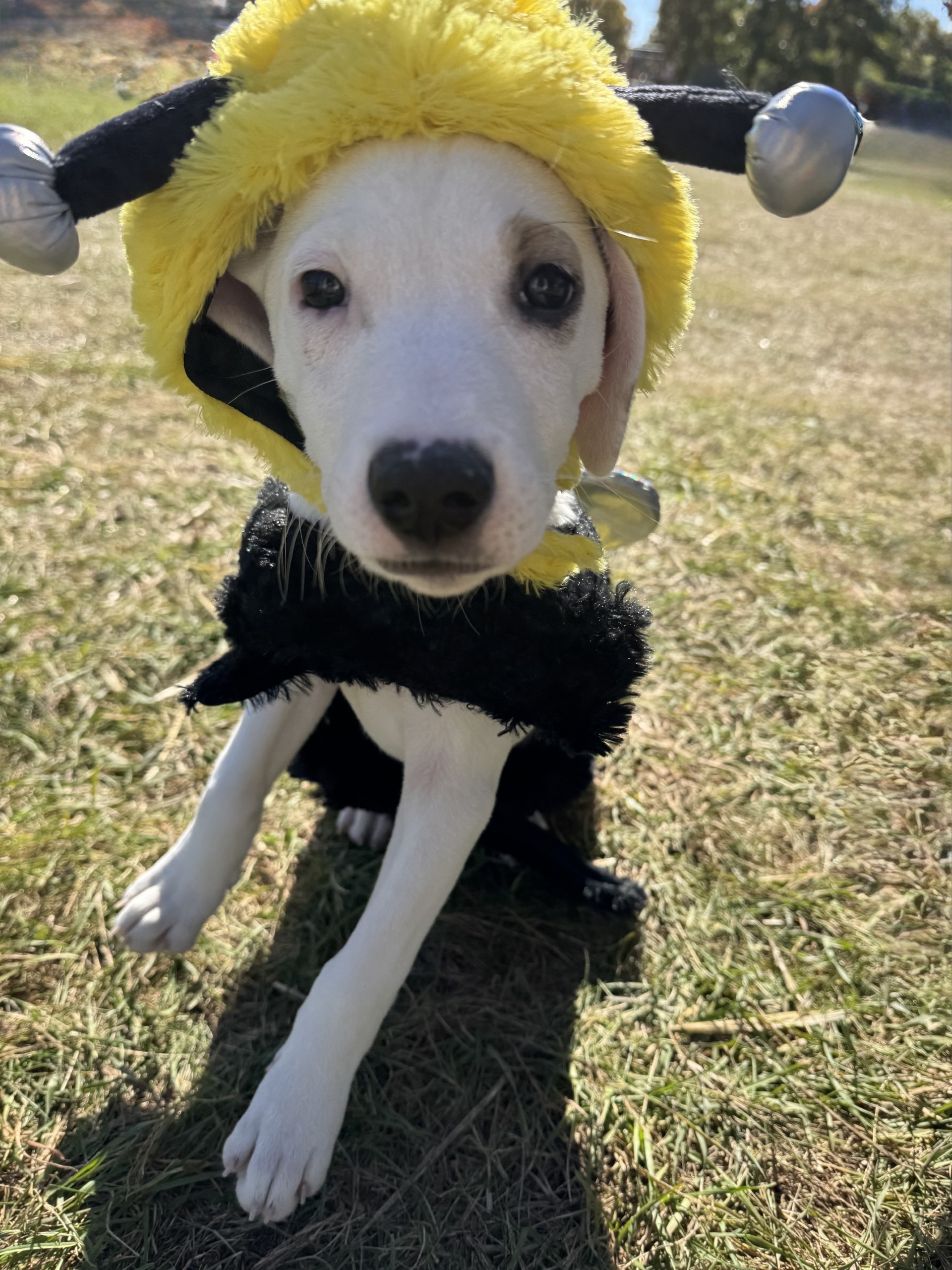 Little Pistol Farms - Dog Friendly - Dog Costume Contest